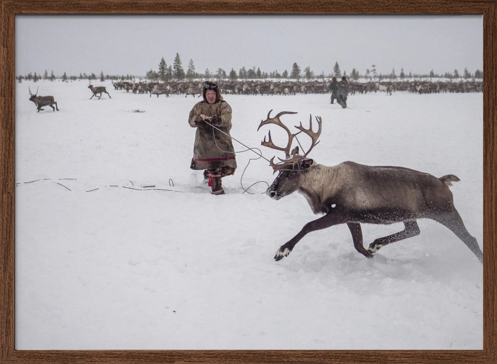 Jigori hunts reindeer II Poster