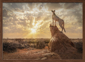 SundownCheetah Poster