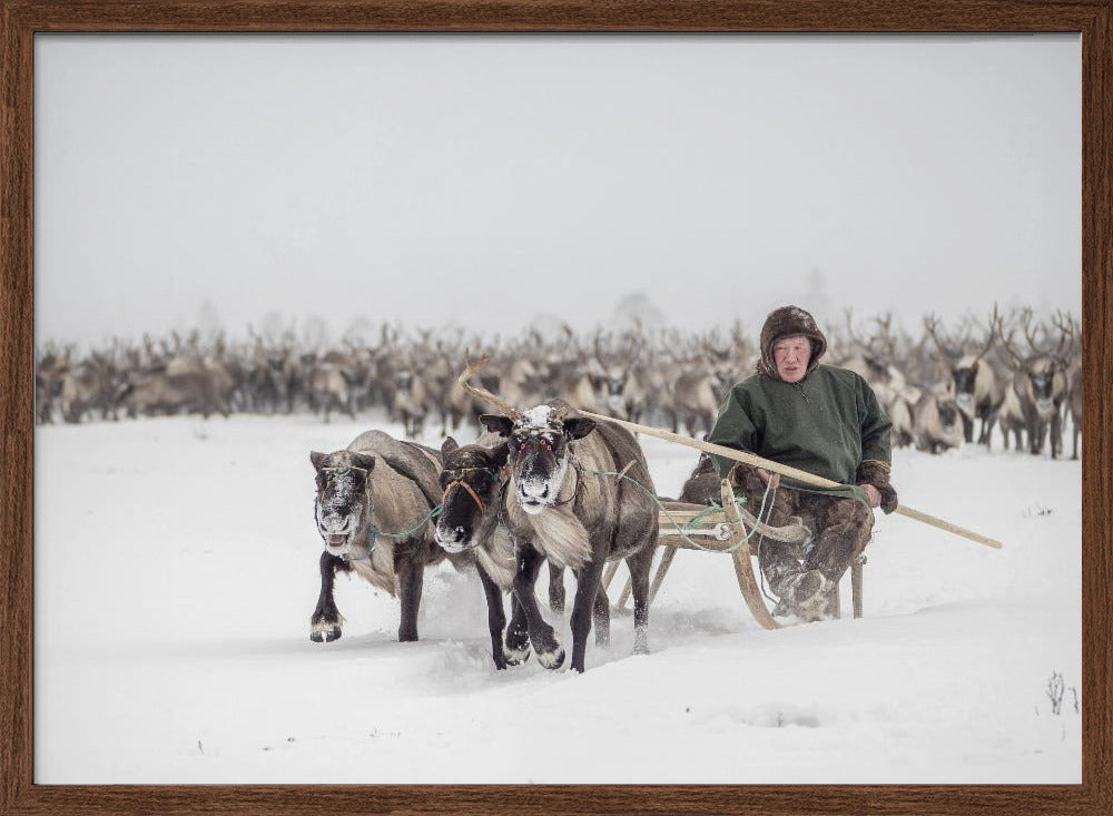 Semjon leads the herd Poster