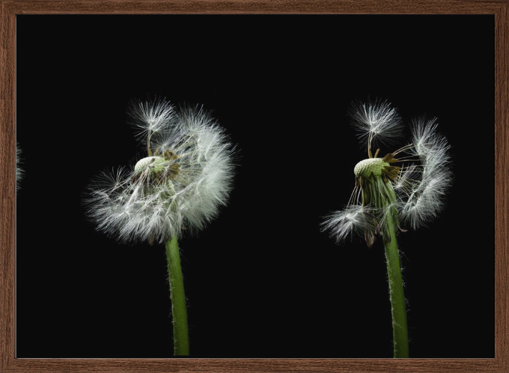 dandelion flower sequenz Poster