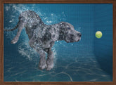 SplashDog Poster