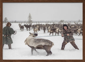 Kolya catches reindeer Poster