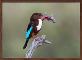 White-throated Kingfisher Poster