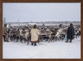 Herd in the corral Poster