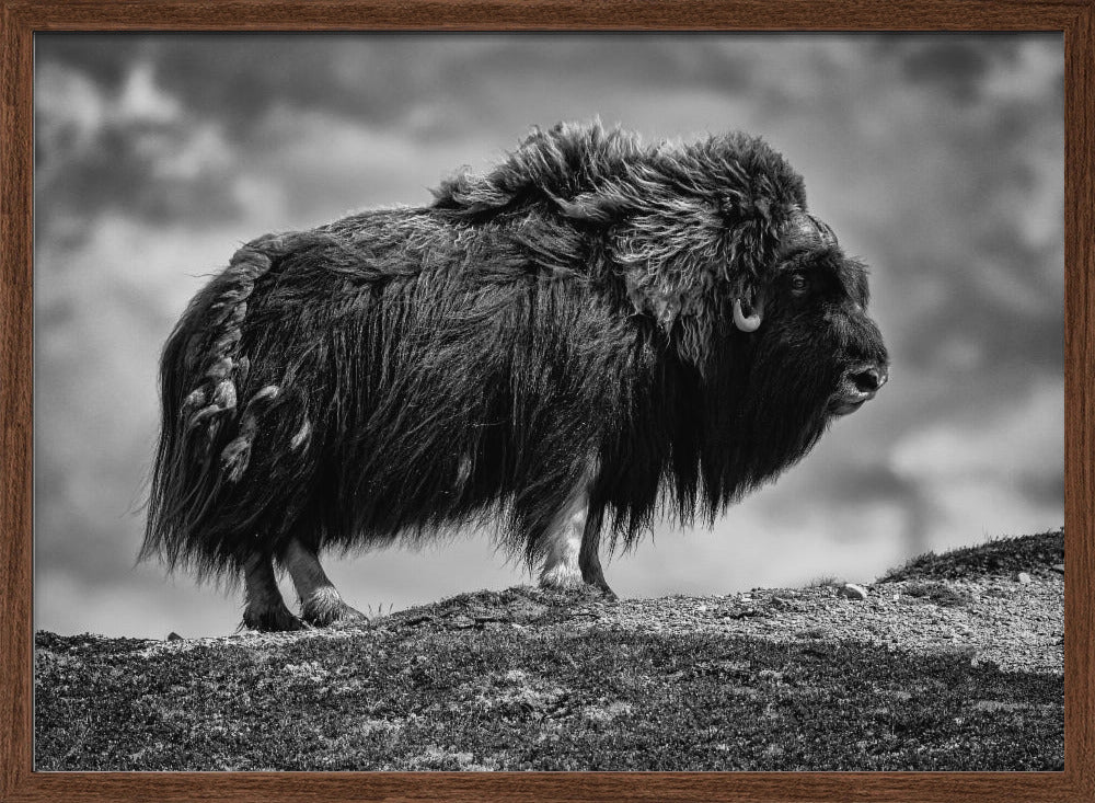 male Musk ox Poster