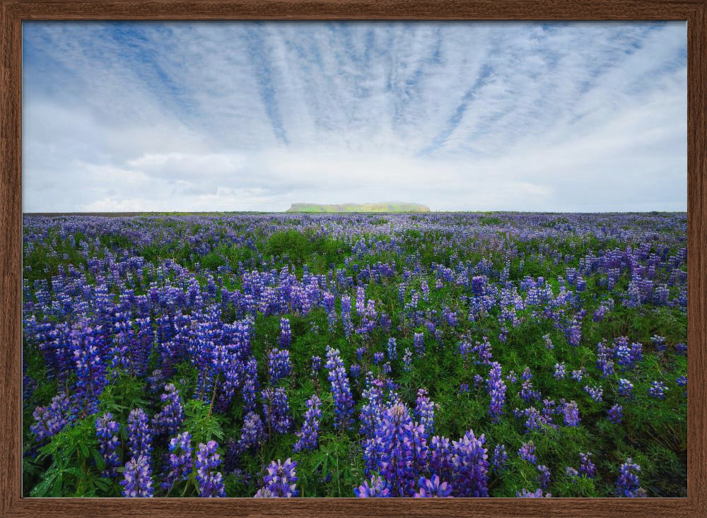 Field of Lupines Poster