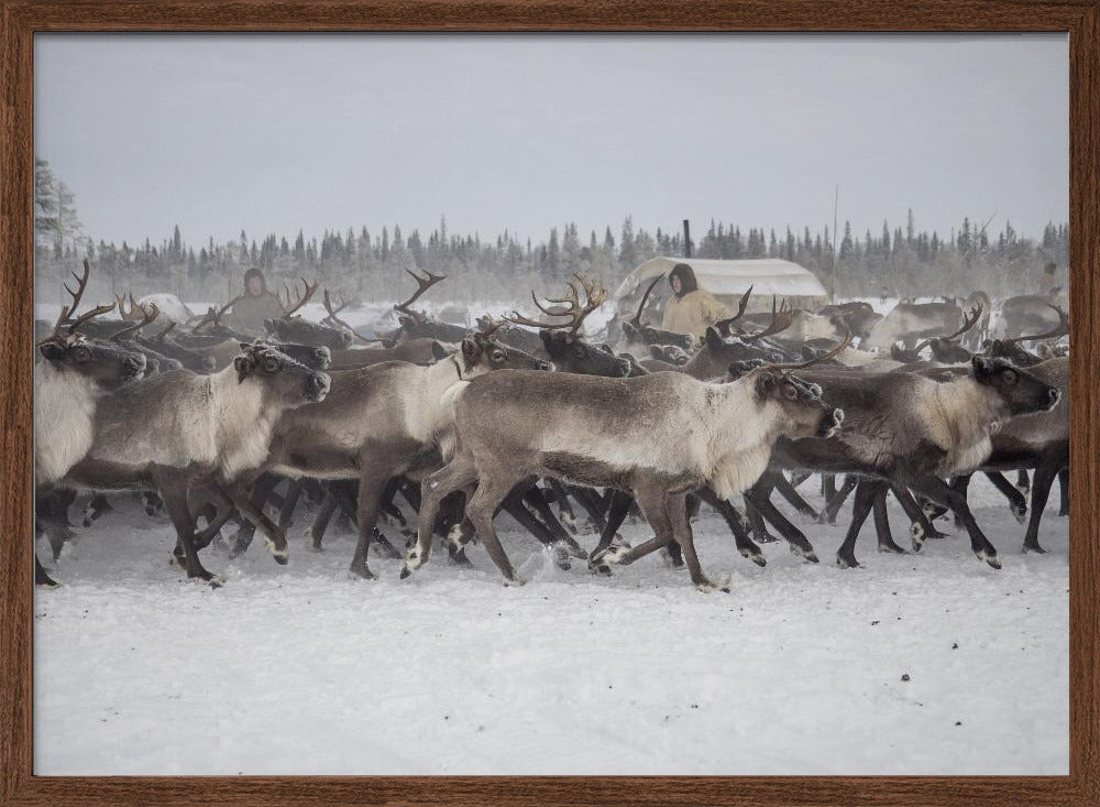 Herd in the camp Poster