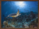 Sunlight and green turtle Poster