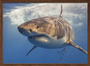 Great White Poster