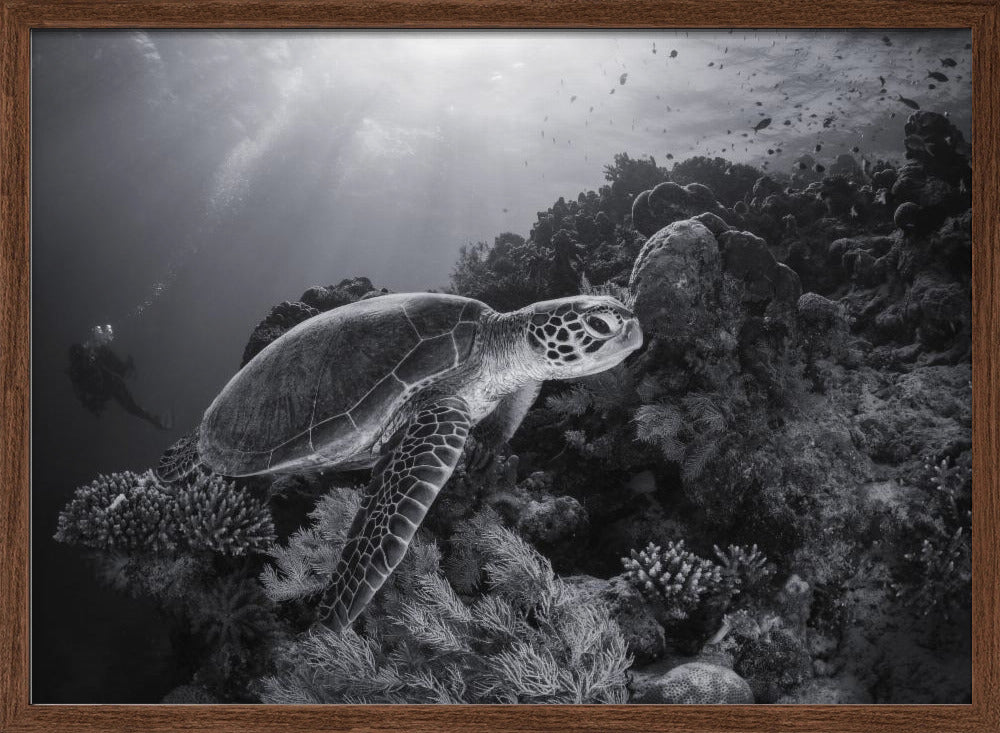 Green turtle in black and white Poster