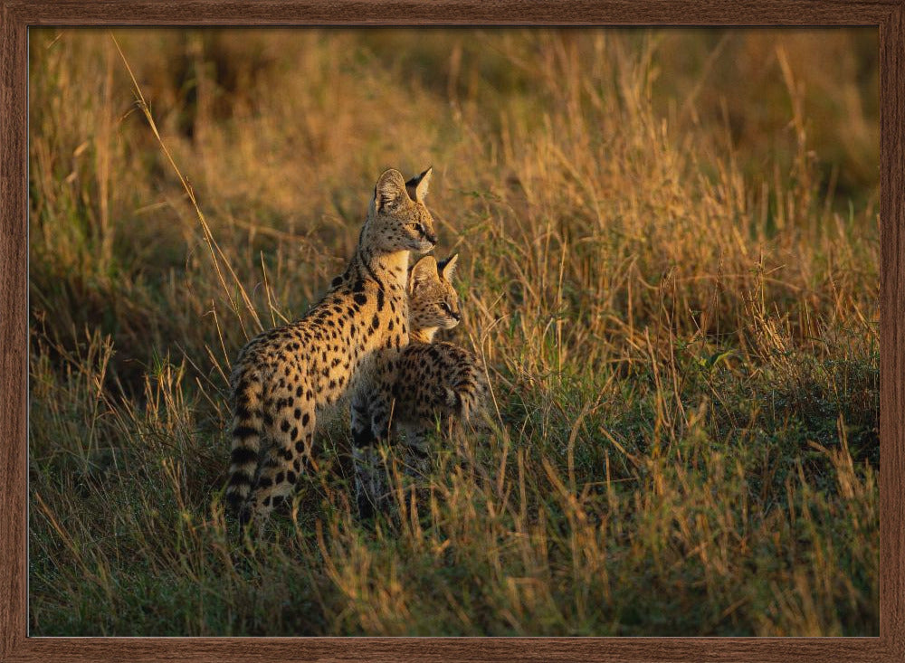 SERVAL FAMILY Poster