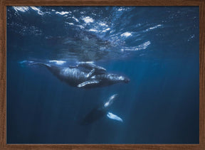 Humpback Whale on the blue Poster