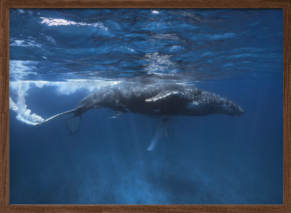 Humpback whale on the Iris bank Poster