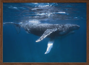 Humpback Whale Escort Poster