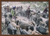 Livestock on the way from pastures Poster