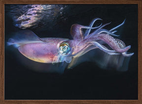 Flow of Squid Poster