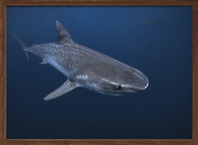 Tiger Shark Poster