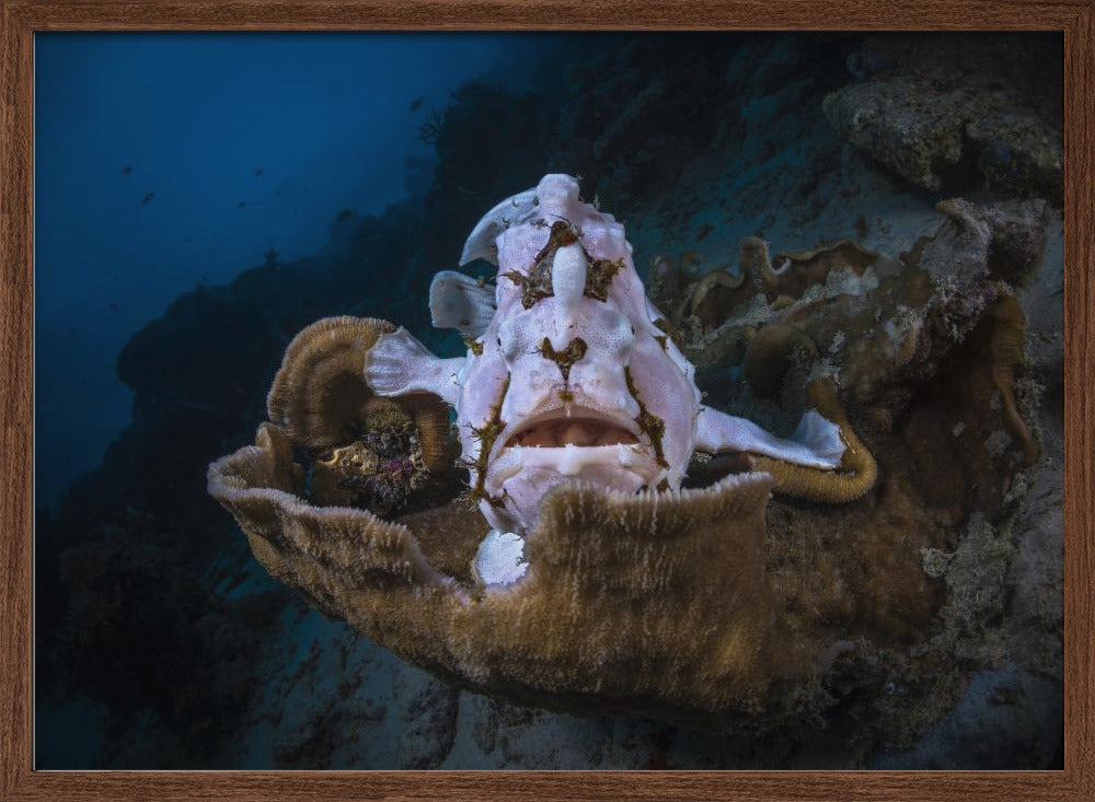 The Frogfish Trone Poster