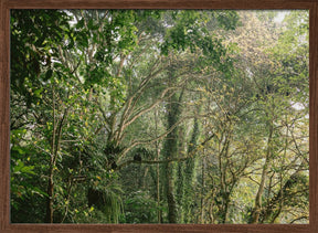 Monkeys in Lombok Poster