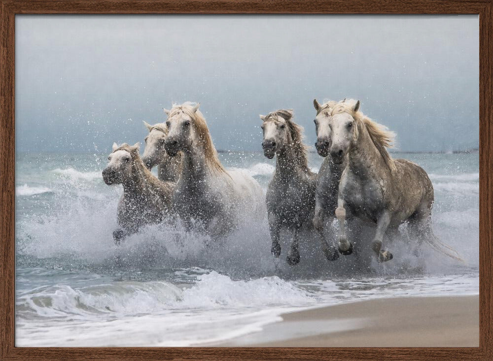 Wild horses Poster