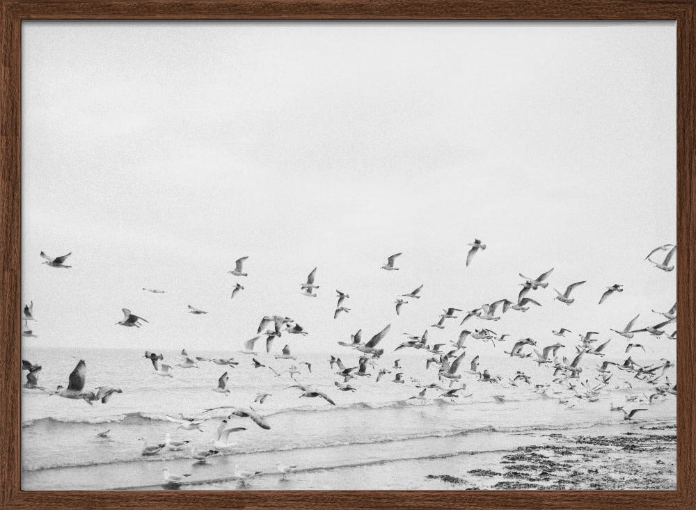 Seagulls - Coastal black and white Poster