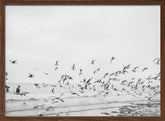 Seagulls - Coastal black and white Poster