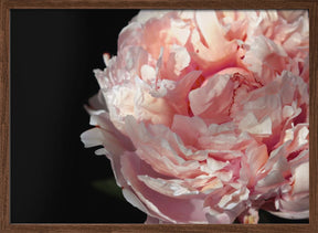 Blush peony IV Poster