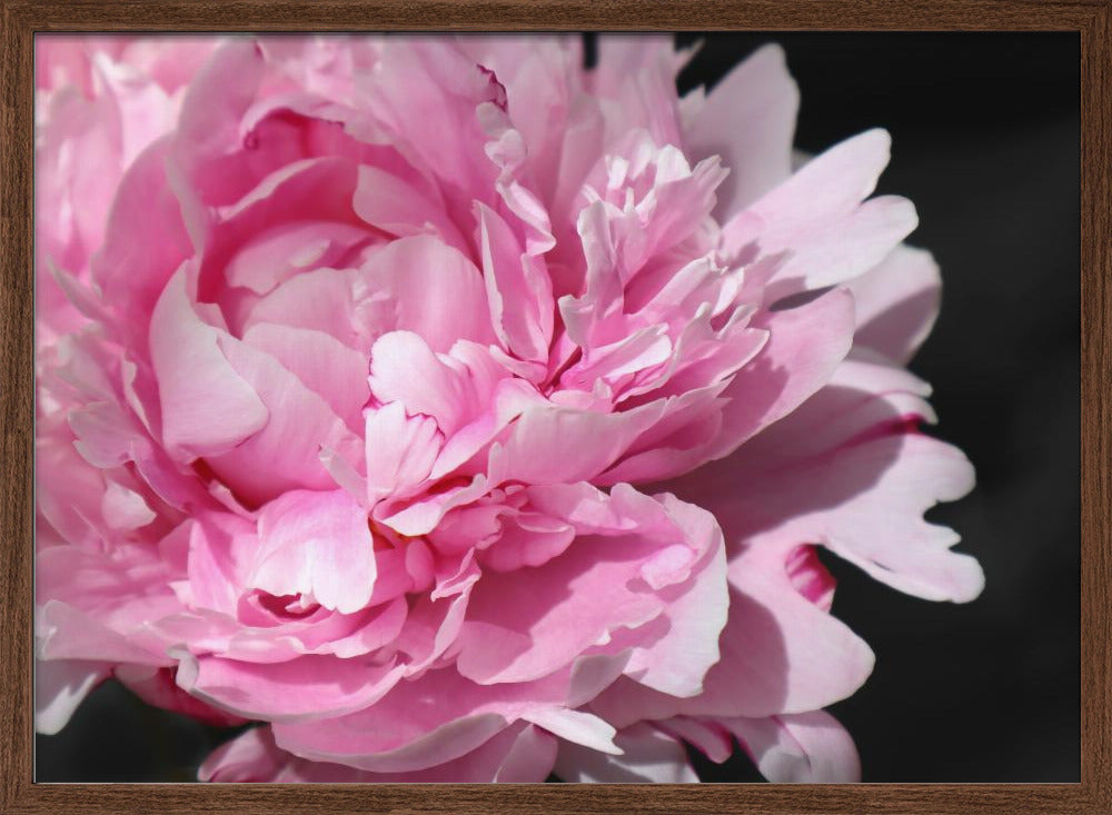 Pink peony VI Poster