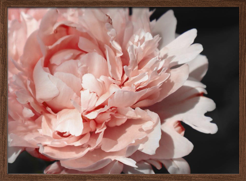 Blush peony VI Poster