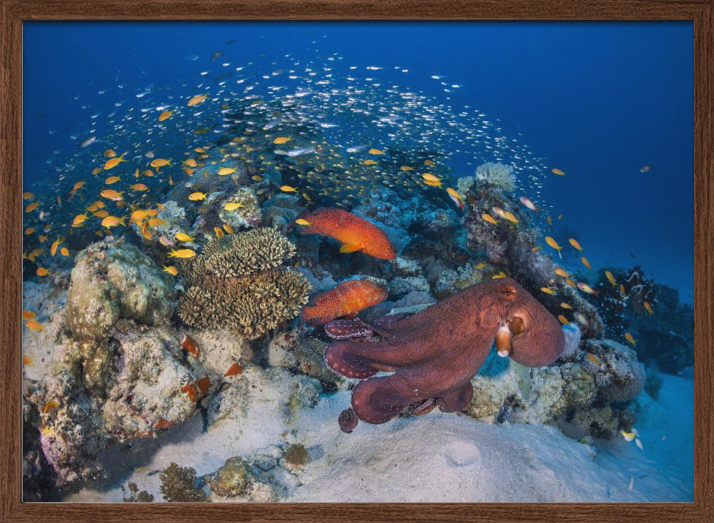 Octopuses and groupers Poster