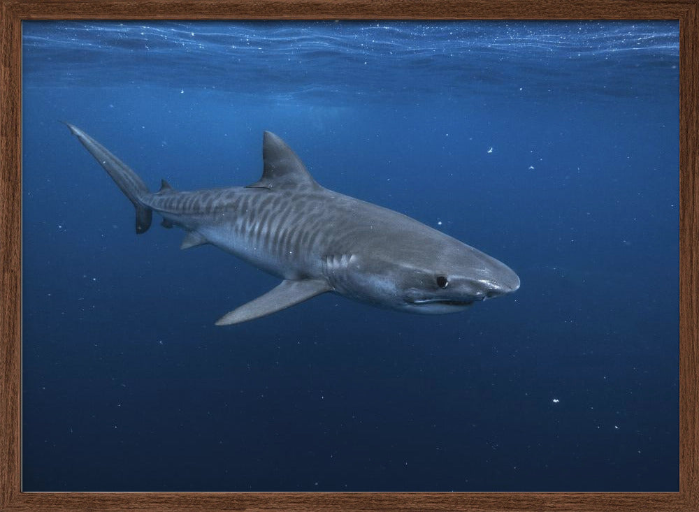 Tiger shark Poster