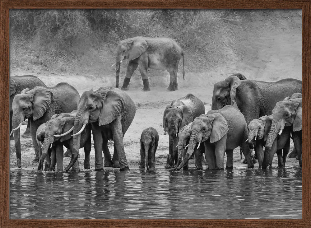 Elephant Family Poster