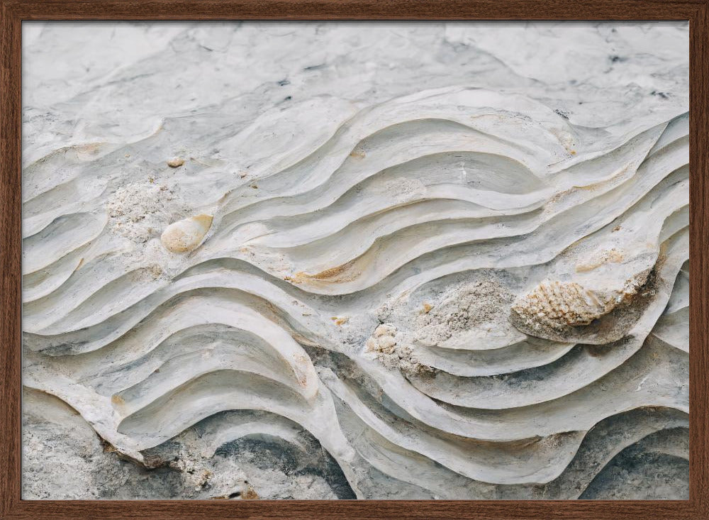 Sea Shell Detail No 6 Poster