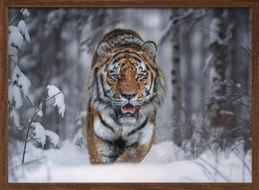 SnowTiger Poster