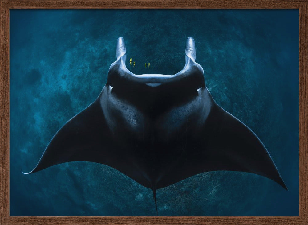 Mobula alfredi Poster