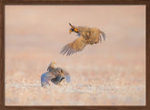 Greater Prairie Chicken Poster