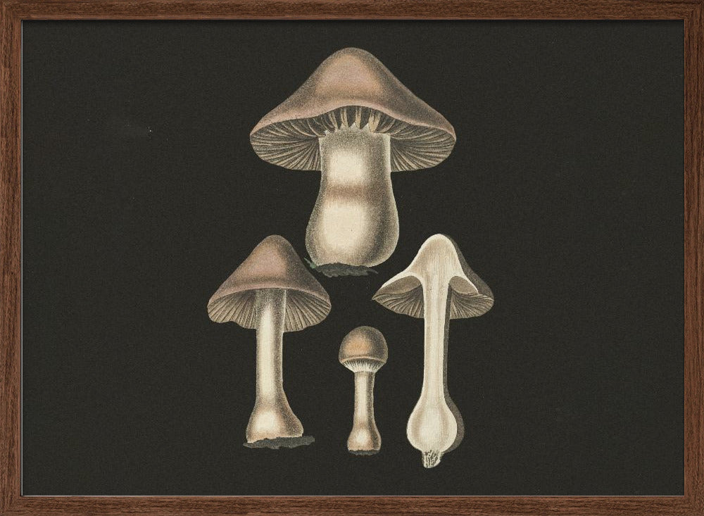 Agaricus Bulbosus  Dark Background Poster