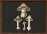 Agaricus Bulbosus  Dark Background Poster