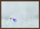 Close-up of purple flower on field Poster