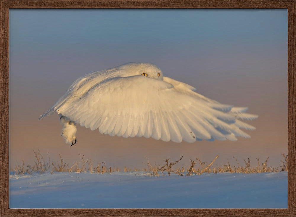 Snowy Owl Poster