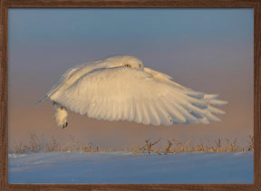 Snowy Owl Poster