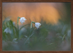 Close-up of white snowflake on field, sunset Poster