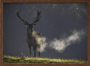 Red deer Poster