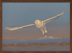 Snowy Owl Poster