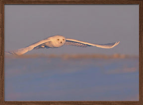 Snowy Owl Poster