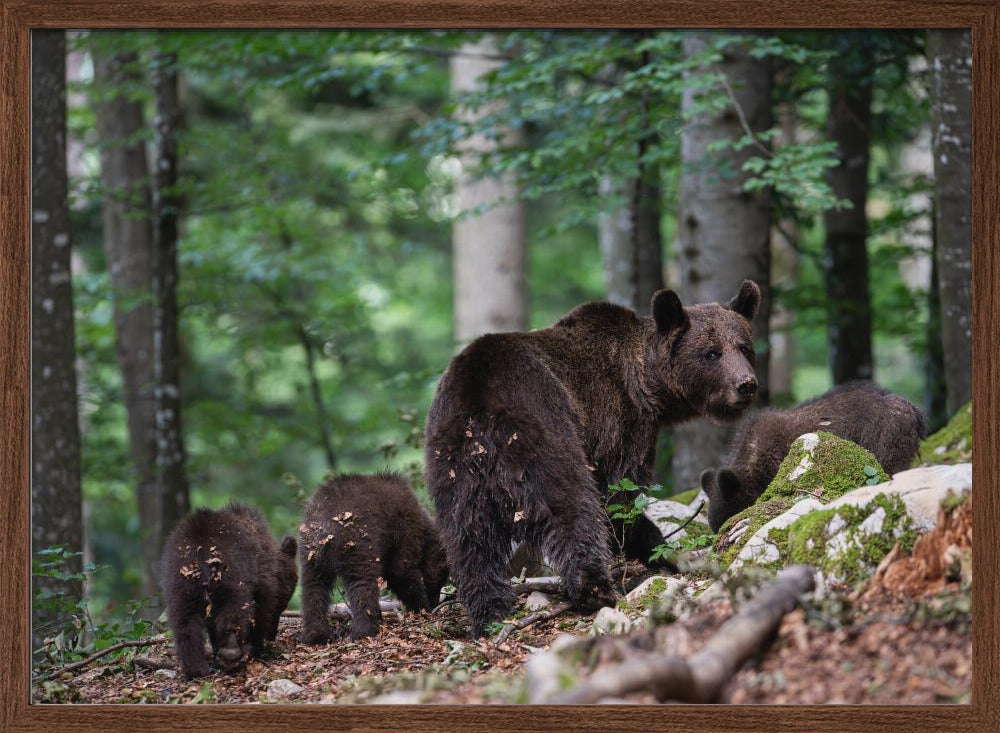 bear family Poster