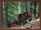 bear family Poster