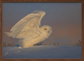 Snowy Owl Taking Off Poster