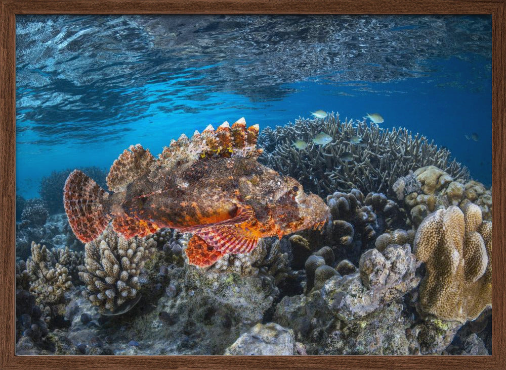 Tassled scorpionfish Poster