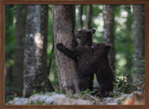 playing bear cubs 1 Poster